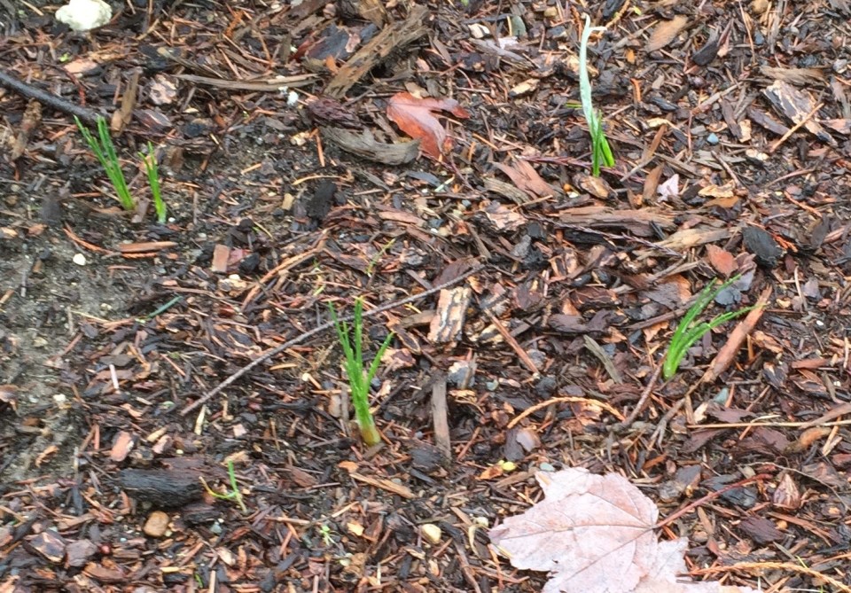 crocus sprouts